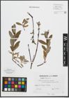 Foto von Salix purpurea L. x Salix repens L.